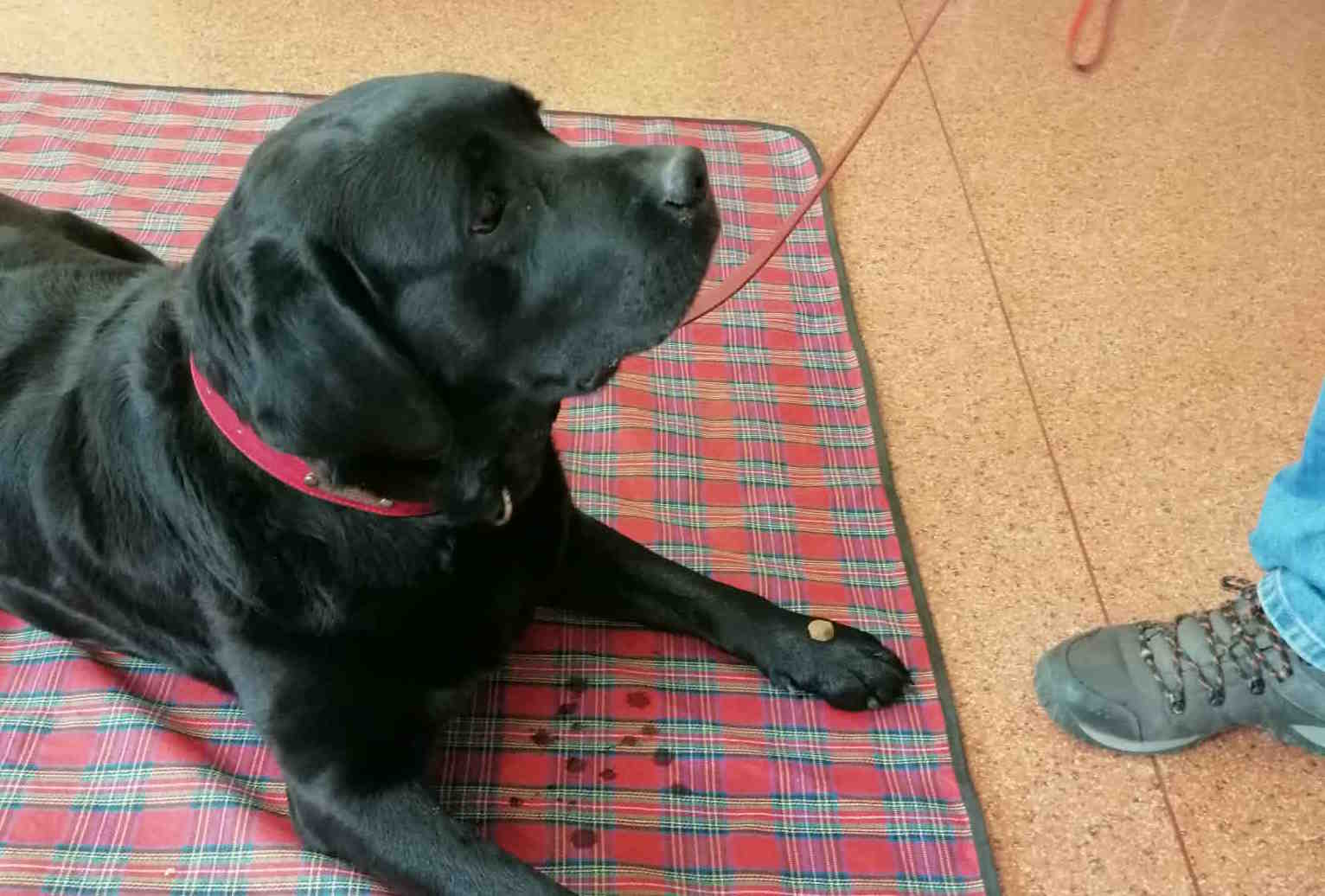 Dogoterapia w świetlicy szkolnej